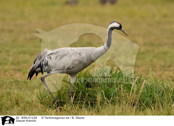 Grauer Kranich / Eurasian crane / BSK-01328