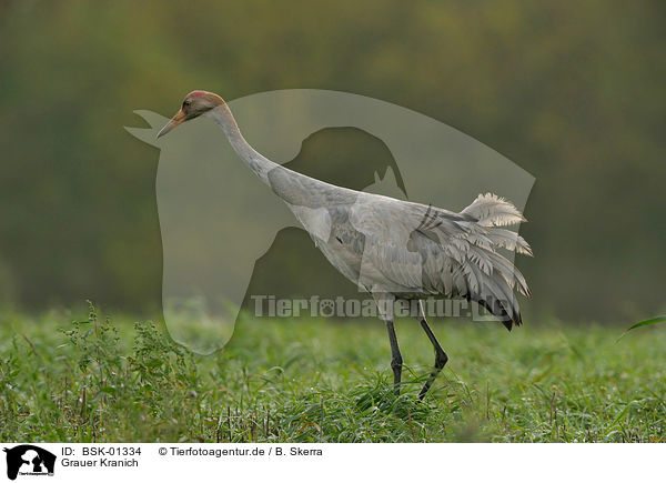 Grauer Kranich / Eurasian crane / BSK-01334