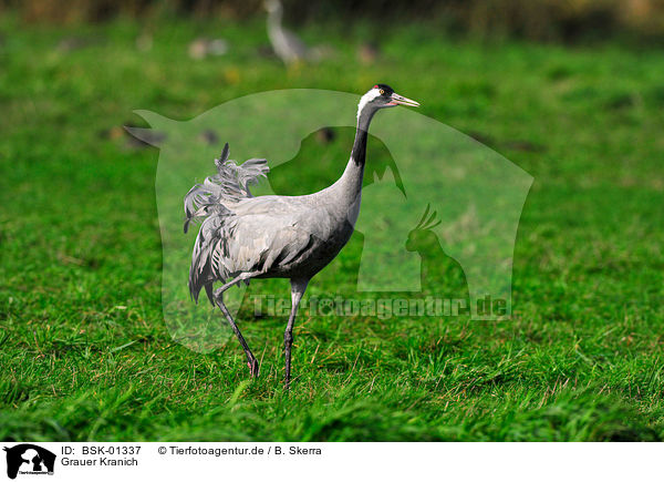 Grauer Kranich / Eurasian crane / BSK-01337