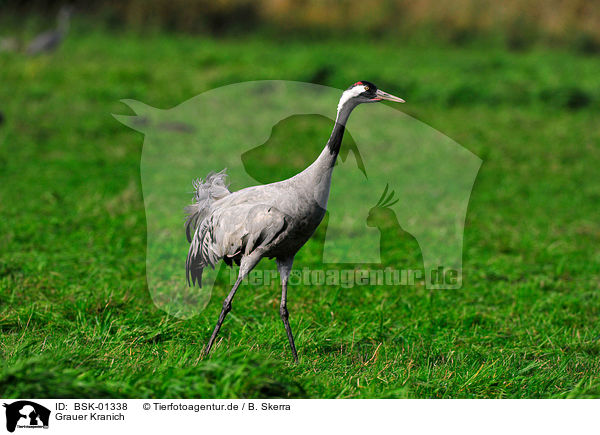 Grauer Kranich / Eurasian crane / BSK-01338