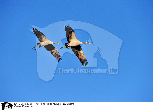 Graue Kraniche / Eurasian cranes / BSK-01380
