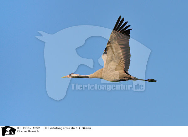 Grauer Kranich / Eurasian crane / BSK-01392