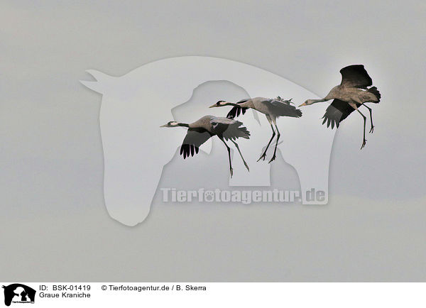 Graue Kraniche / Eurasian cranes / BSK-01419