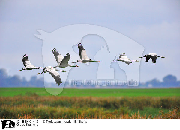 Graue Kraniche / Eurasian cranes / BSK-01445