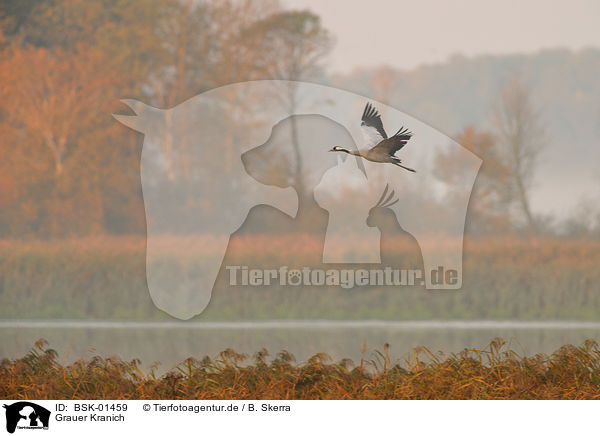 Grauer Kranich / Eurasian crane / BSK-01459