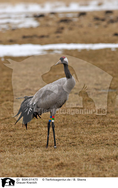 Grauer Kranich / Eurasian crane / BSK-01475