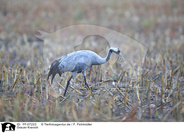 Grauer Kranich / Eurasian crane / FF-07223