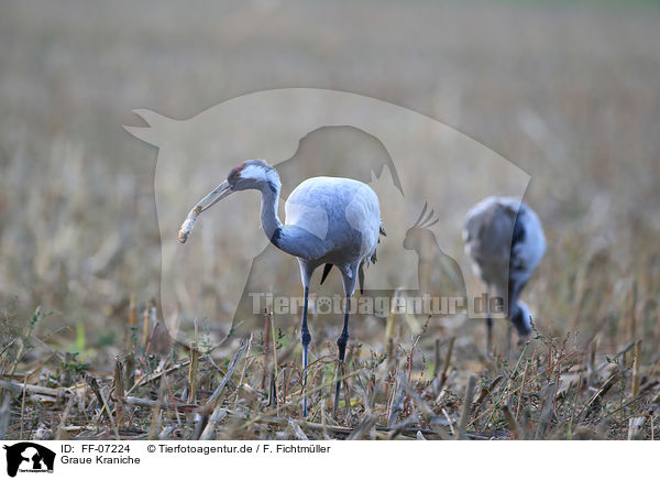 Graue Kraniche / Eurasian cranes / FF-07224