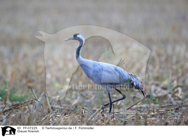 Grauer Kranich / Eurasian crane / FF-07225