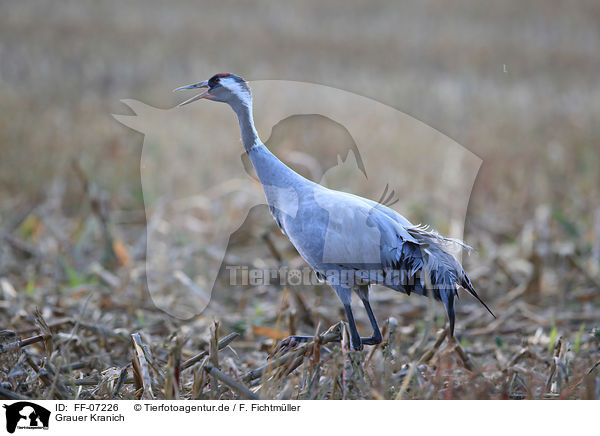 Grauer Kranich / Eurasian crane / FF-07226