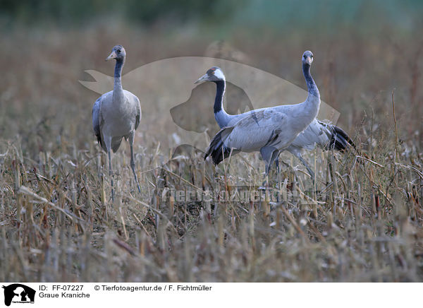 Graue Kraniche / Eurasian cranes / FF-07227