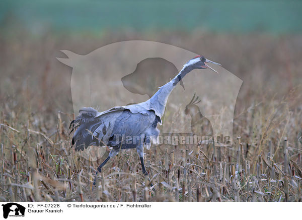 Grauer Kranich / Eurasian crane / FF-07228