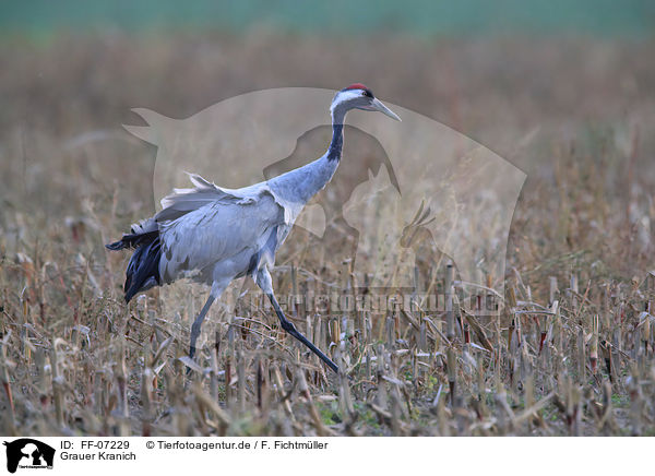 Grauer Kranich / Eurasian crane / FF-07229