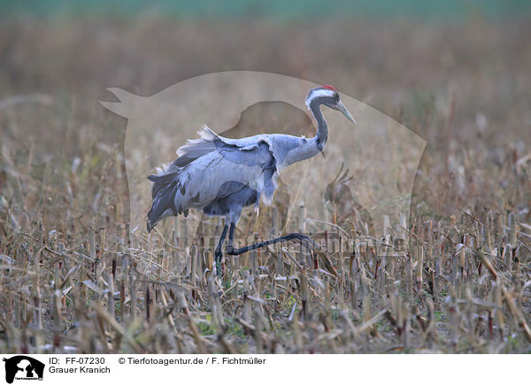 Grauer Kranich / Eurasian crane / FF-07230