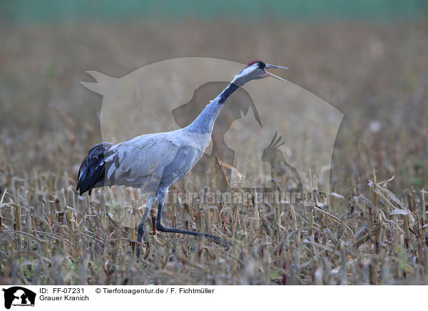 Grauer Kranich / Eurasian crane / FF-07231