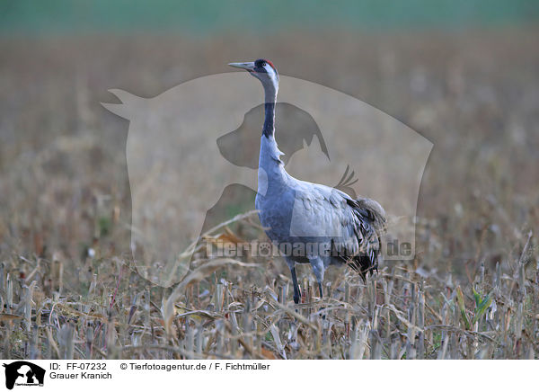 Grauer Kranich / Eurasian crane / FF-07232