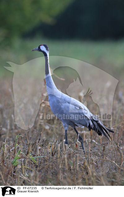 Grauer Kranich / Eurasian crane / FF-07235