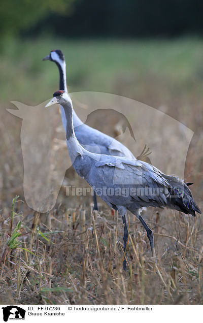 Graue Kraniche / Eurasian cranes / FF-07236