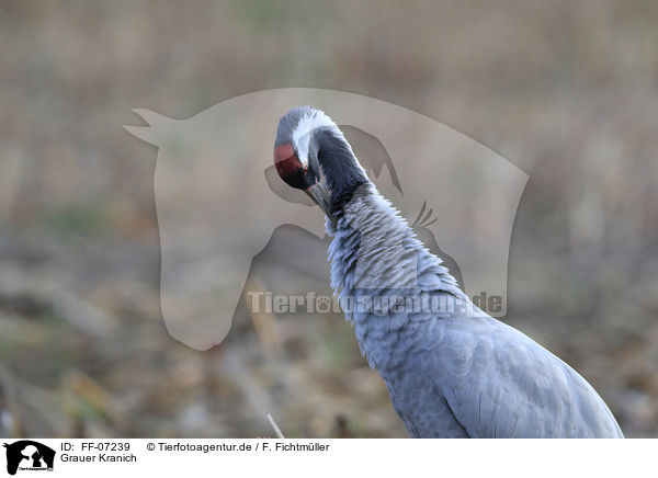 Grauer Kranich / Eurasian crane / FF-07239
