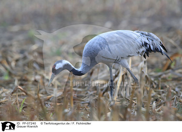 Grauer Kranich / Eurasian crane / FF-07240