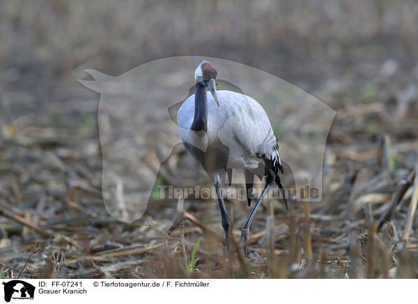 Grauer Kranich / Eurasian crane / FF-07241