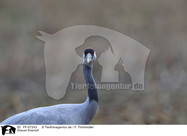 Grauer Kranich / Eurasian crane / FF-07243