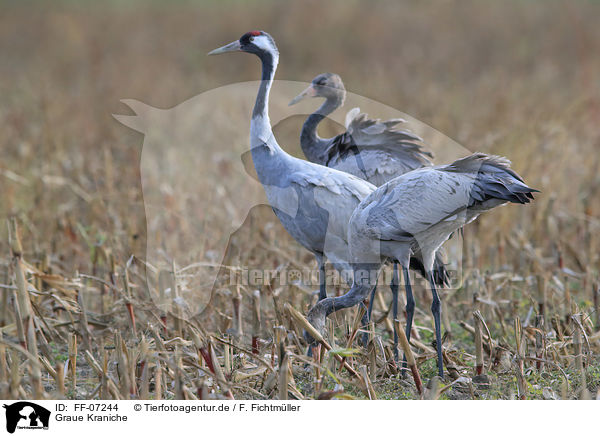 Graue Kraniche / Eurasian cranes / FF-07244