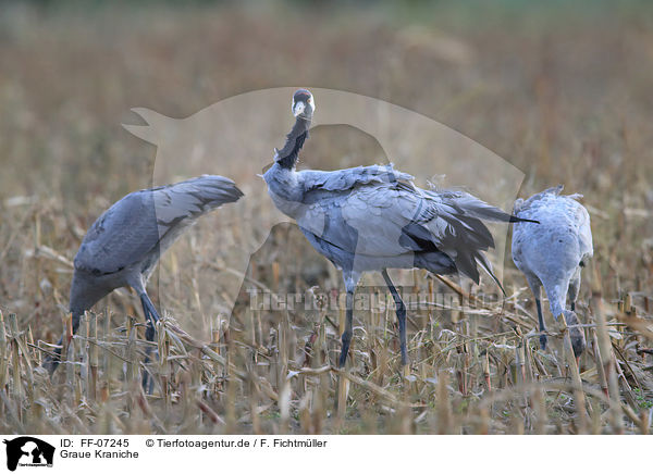 Graue Kraniche / Eurasian cranes / FF-07245