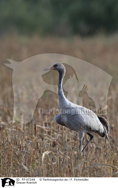 Grauer Kranich / Eurasian crane / FF-07248