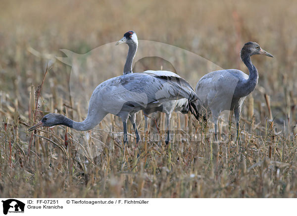 Graue Kraniche / Eurasian cranes / FF-07251