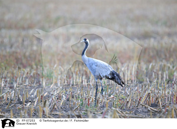 Grauer Kranich / Eurasian crane / FF-07253
