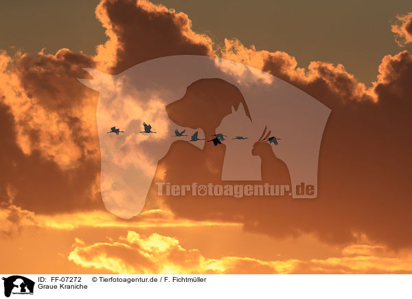 Graue Kraniche / Eurasian cranes / FF-07272