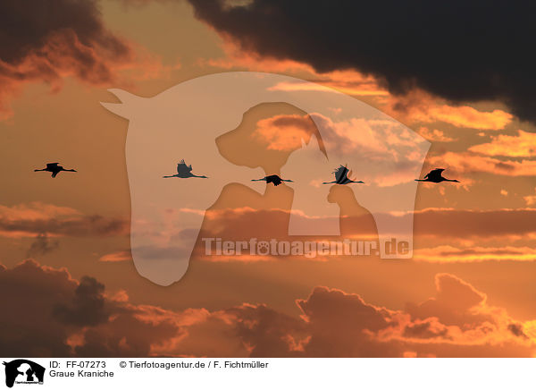 Graue Kraniche / Eurasian cranes / FF-07273