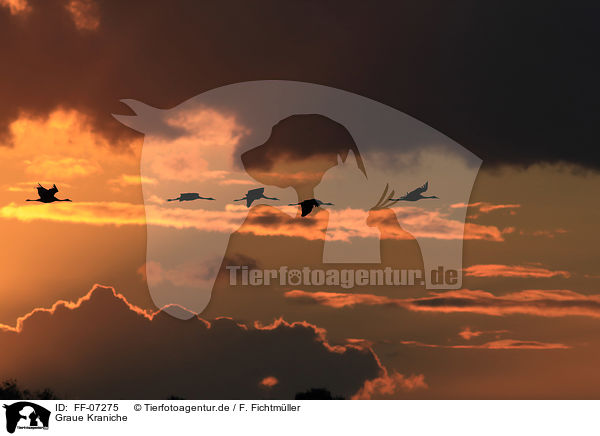 Graue Kraniche / Eurasian cranes / FF-07275