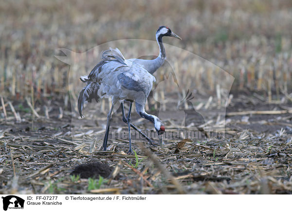 Graue Kraniche / Eurasian cranes / FF-07277