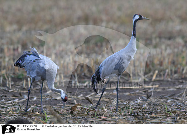 Graue Kraniche / Eurasian cranes / FF-07278