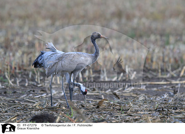 Graue Kraniche / Eurasian cranes / FF-07279