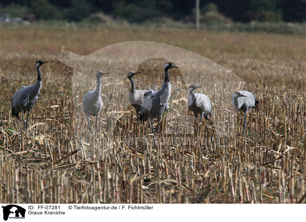 Graue Kraniche / Eurasian cranes / FF-07281