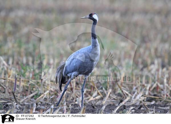 Grauer Kranich / Eurasian crane / FF-07282