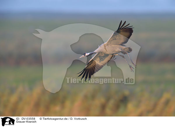 Grauer Kranich / Eurasian crane / DV-03558