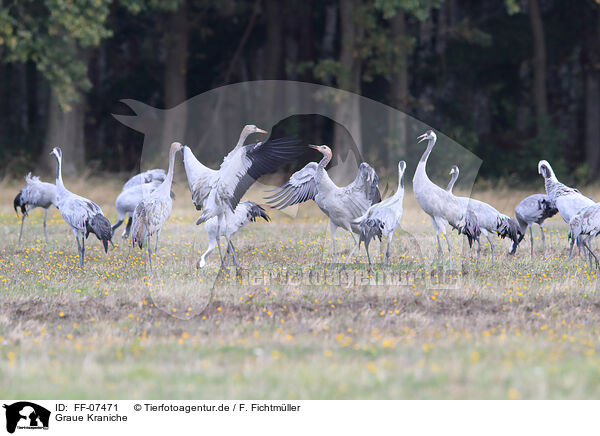 Graue Kraniche / common cranes / FF-07471