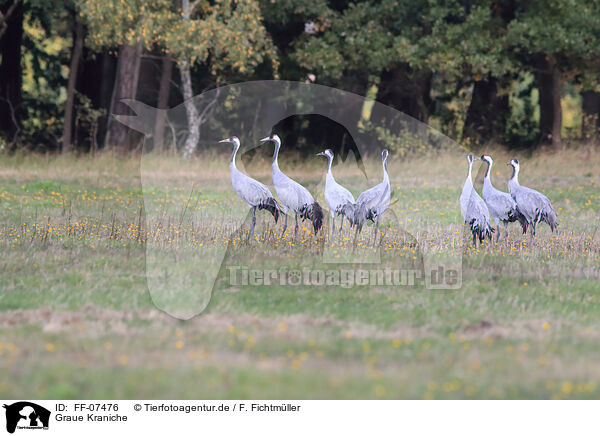Graue Kraniche / common cranes / FF-07476