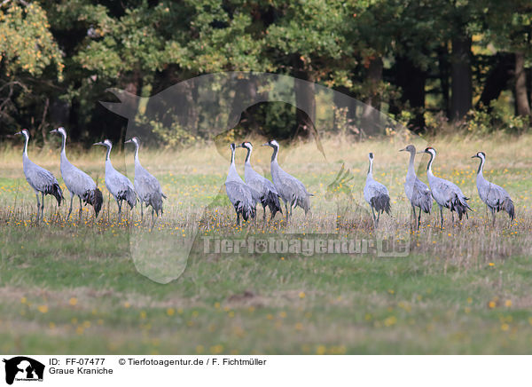 Graue Kraniche / common cranes / FF-07477