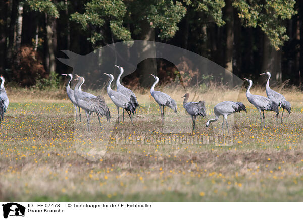 Graue Kraniche / common cranes / FF-07478