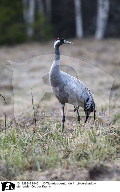 stehender Grauer Kranich / standing Common Crane / MBS-21842