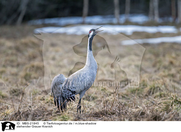 stehender Grauer Kranich / standing Common Crane / MBS-21845