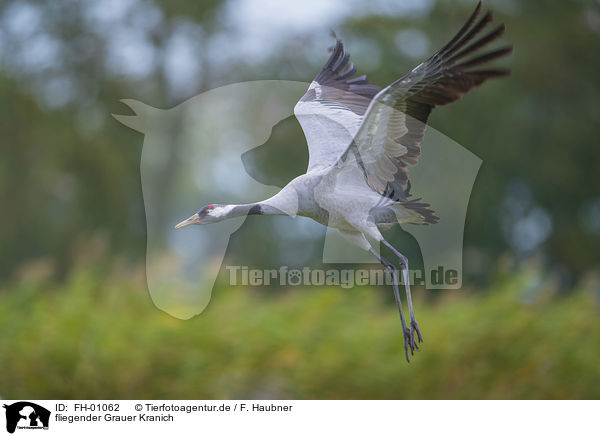 fliegender Grauer Kranich / flying Common Crane / FH-01062