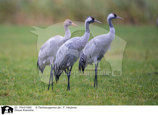 Graue Kraniche / Common Cranes / FH-01069
