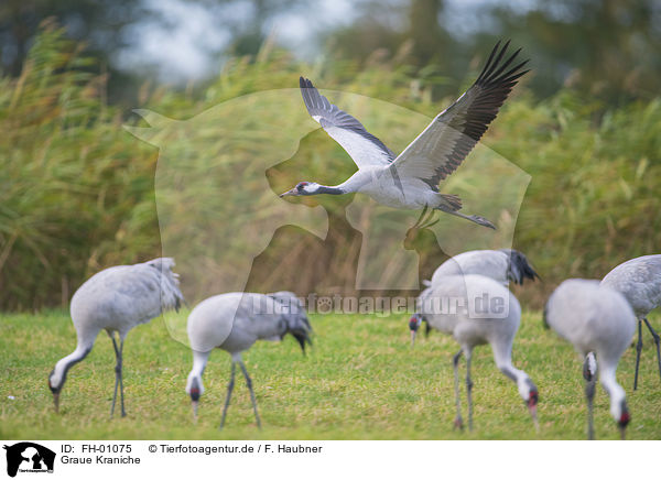 Graue Kraniche / Common Cranes / FH-01075