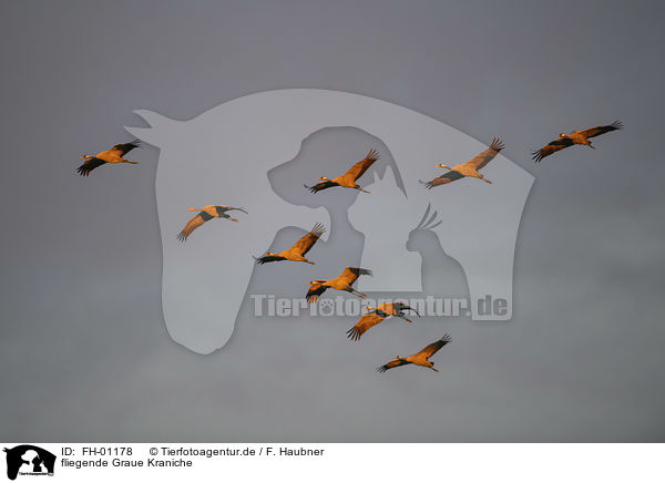 fliegende Graue Kraniche / flying Common Cranes / FH-01178